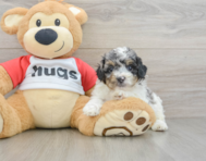 6 week old Poodle Puppy For Sale - Lone Star Pups