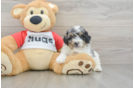 Poodle Puppy for Adoption