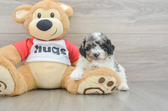 Poodle Puppy for Adoption