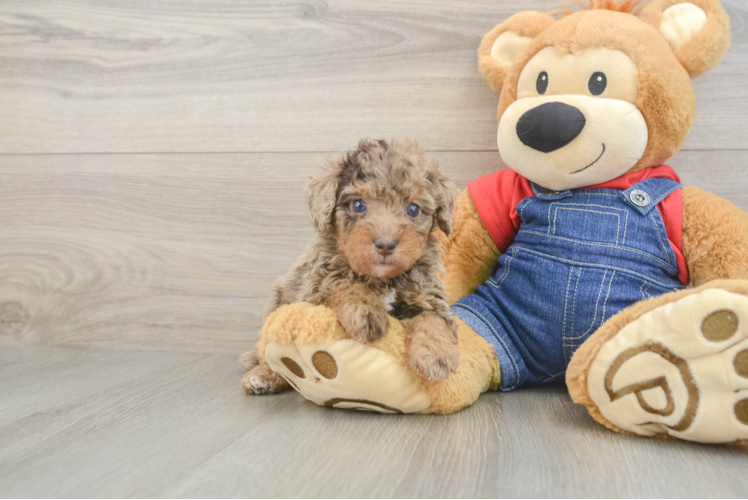 Happy Pooodle Purebred Puppy