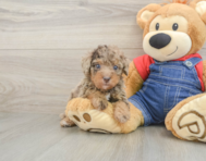 8 week old Poodle Puppy For Sale - Lone Star Pups