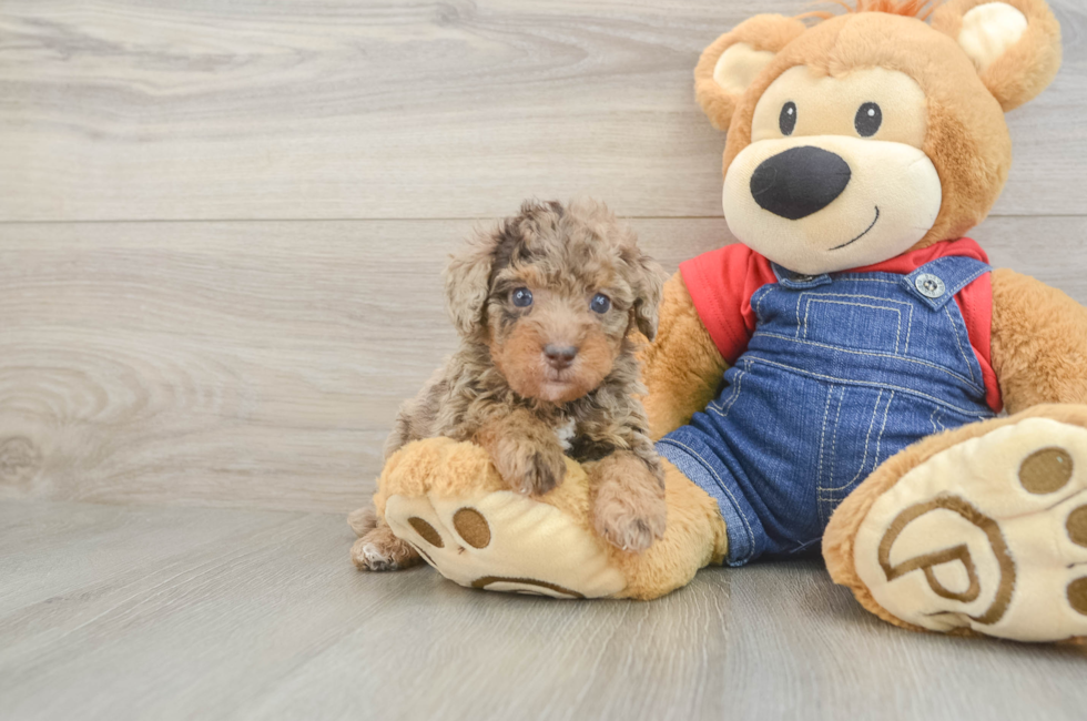 5 week old Poodle Puppy For Sale - Lone Star Pups