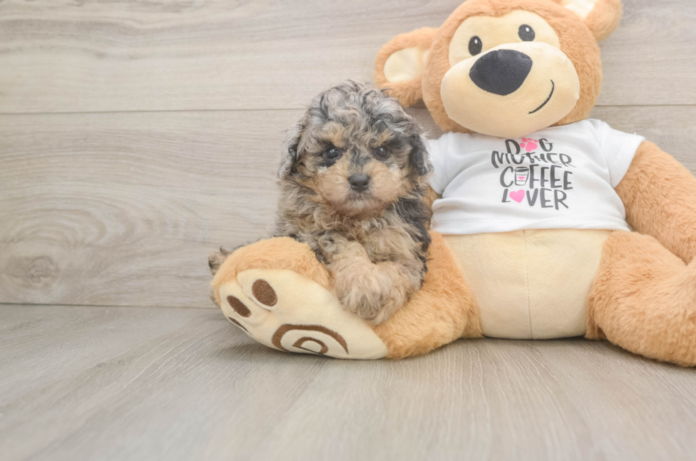 6 week old Poodle Puppy For Sale - Lone Star Pups
