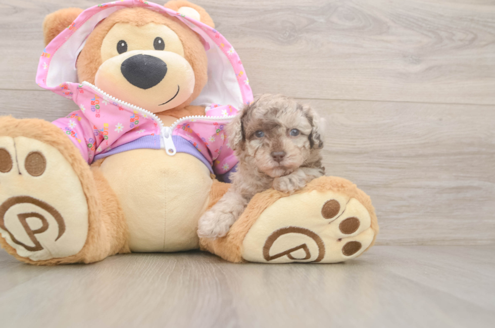 5 week old Poodle Puppy For Sale - Lone Star Pups