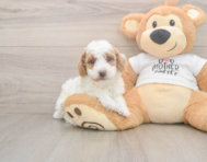7 week old Poodle Puppy For Sale - Lone Star Pups
