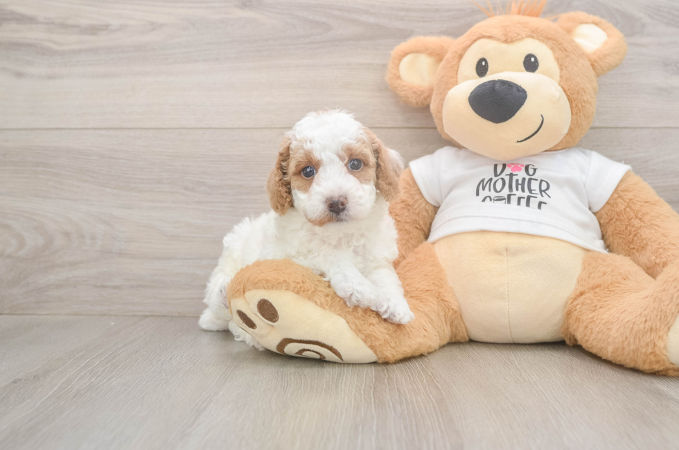 5 week old Poodle Puppy For Sale - Lone Star Pups