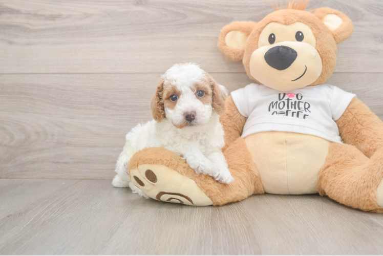 Meet Banjo - our Poodle Puppy Photo  1/3 - Lone Star Pups Little Poodle Baby