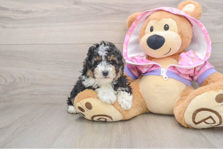 Hypoallergenic Poodle Baby