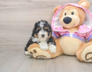 6 week old Poodle Puppy For Sale - Lone Star Pups