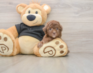 8 week old Poodle Puppy For Sale - Lone Star Pups