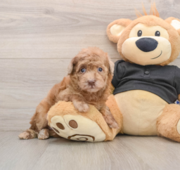 6 week old Poodle Puppy For Sale - Lone Star Pups