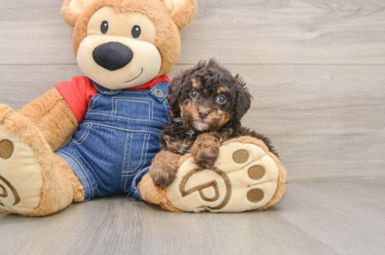 BANJO, a Poodle littermate