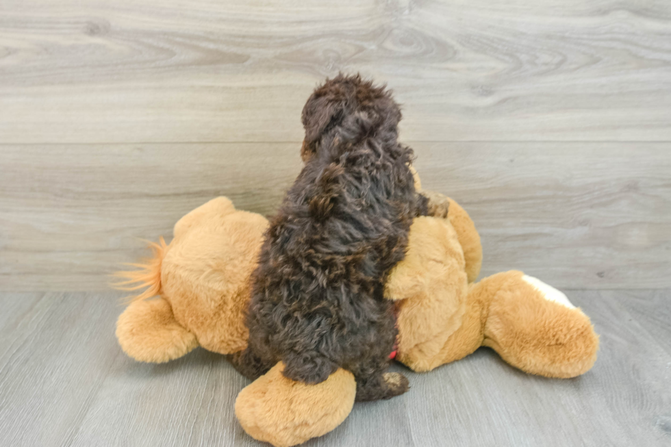 Sweet Pooodle Purebred Puppy