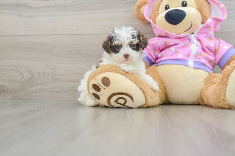 6 week old Poodle Puppy For Sale - Lone Star Pups