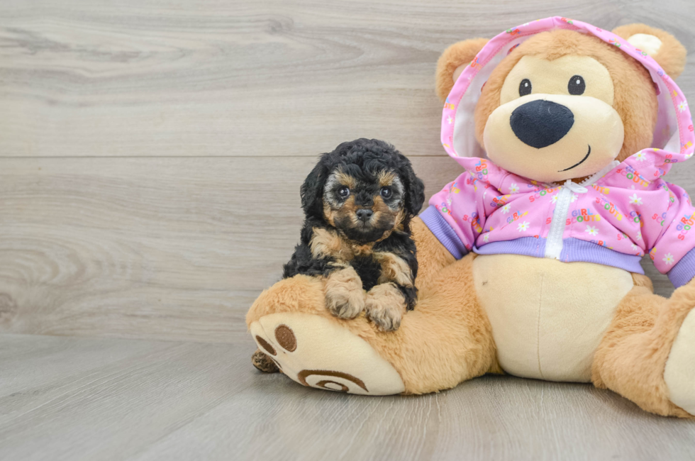 9 week old Poodle Puppy For Sale - Lone Star Pups