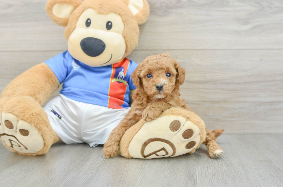 5 week old Poodle Puppy For Sale - Lone Star Pups