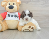 7 week old Poodle Puppy For Sale - Lone Star Pups