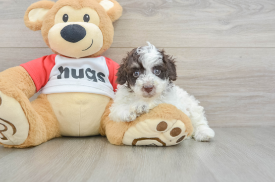 Poodle Pup Being Cute
