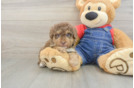 Friendly Poodle Baby