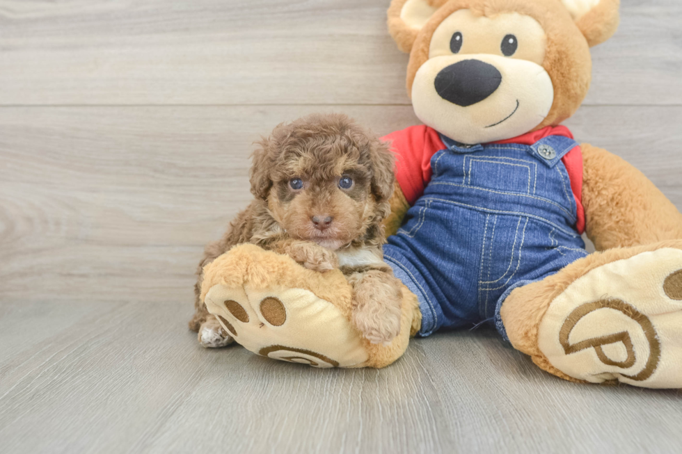 Friendly Poodle Baby