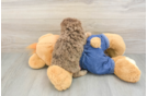 Hypoallergenic Poodle Baby