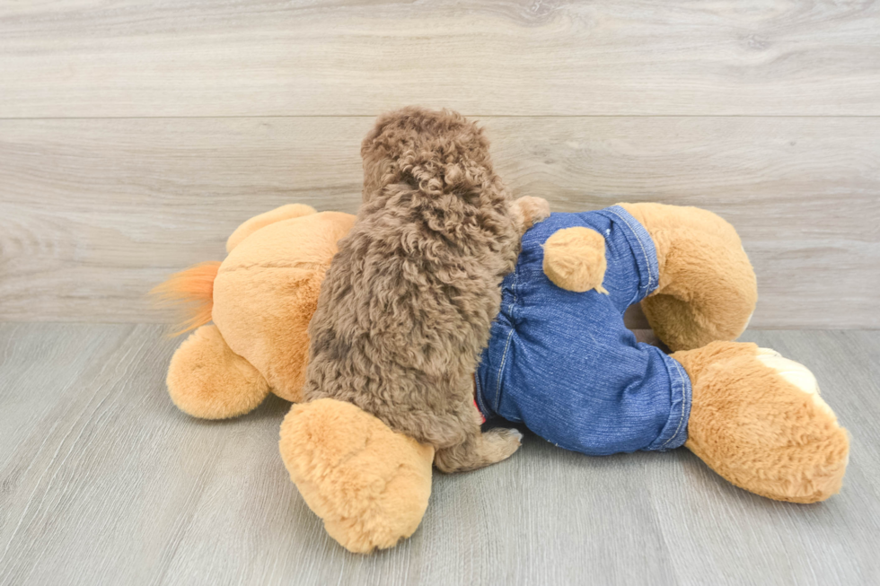 Hypoallergenic Poodle Baby