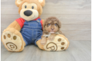 Sweet Pudel Purebred Puppy