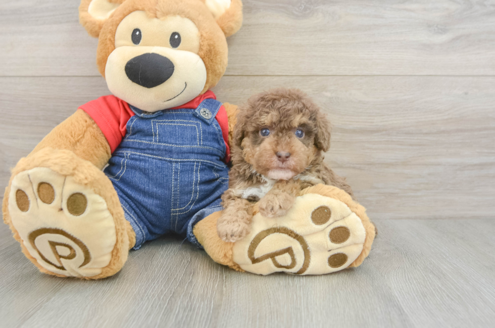 5 week old Poodle Puppy For Sale - Lone Star Pups