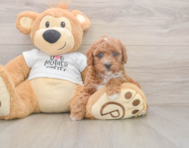 7 week old Poodle Puppy For Sale - Lone Star Pups