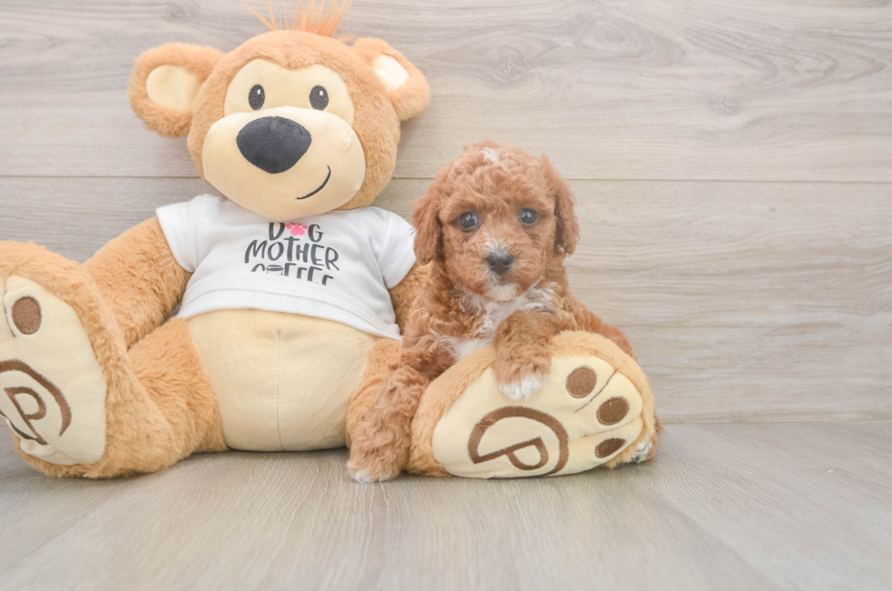 5 week old Poodle Puppy For Sale - Lone Star Pups
