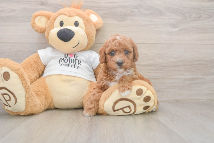 Meet Barley - our Poodle Puppy Photo  1/3 - Lone Star Pups Poodle Pup Being Cute