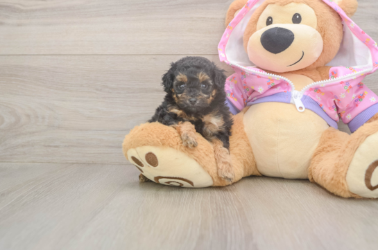 5 week old Poodle Puppy For Sale - Lone Star Pups Petite Pudle Purebred Puppy