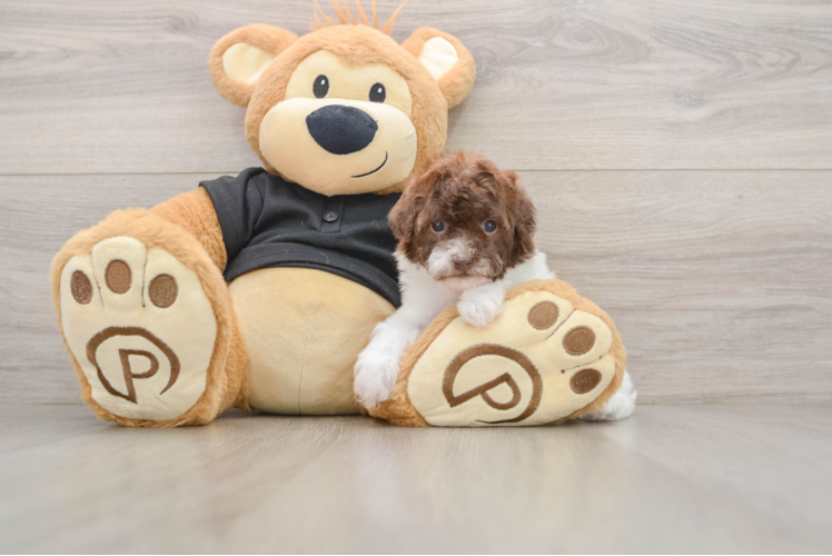 Poodle Pup Being Cute