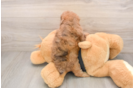 Adorable Pudel Purebred Puppy