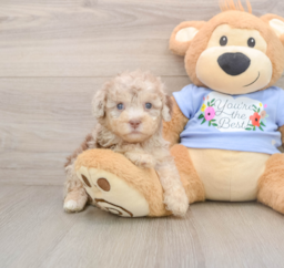 8 week old Poodle Puppy For Sale - Lone Star Pups