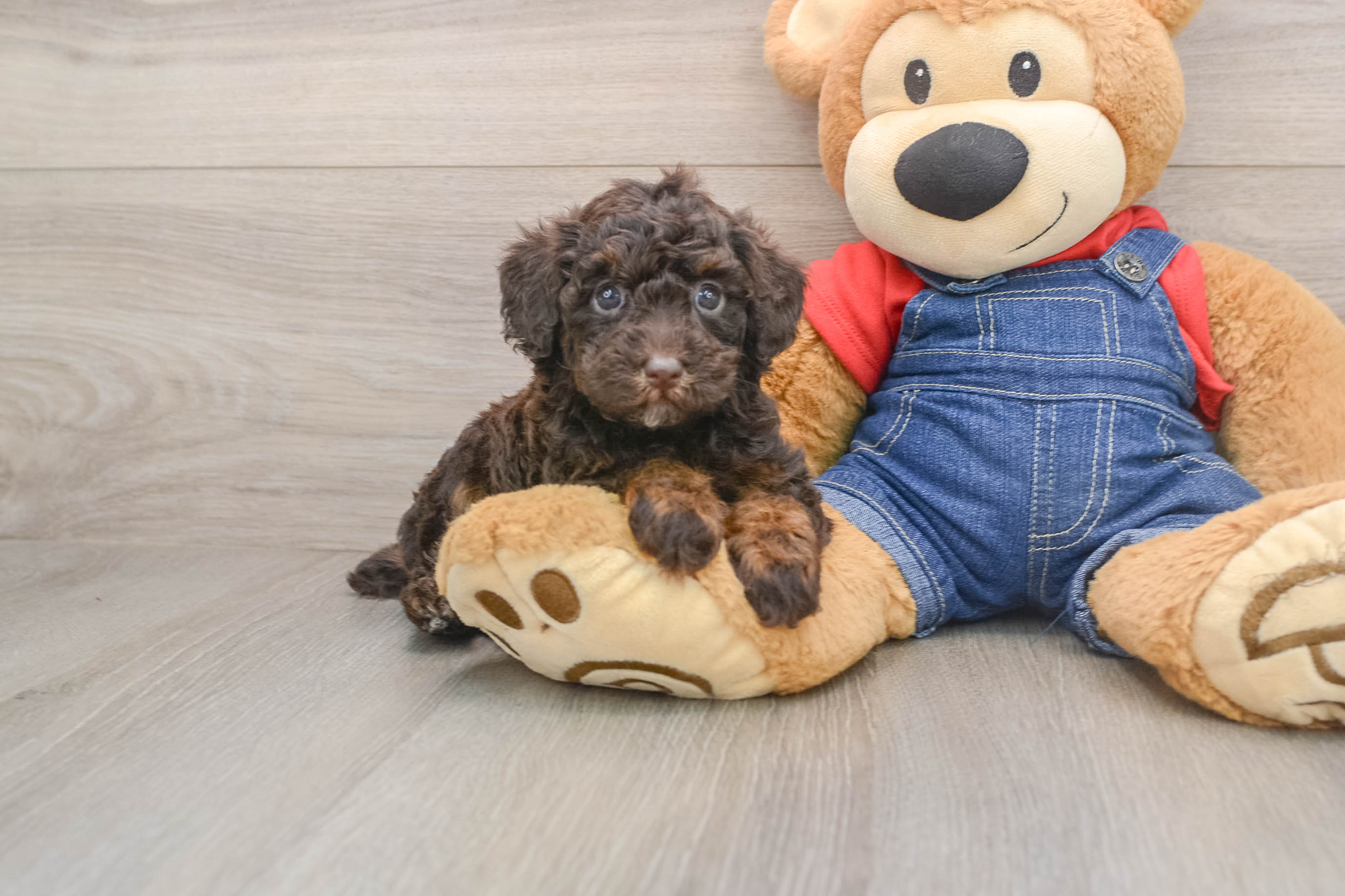 Poodle Pup Being Cute