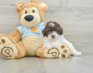 8 week old Poodle Puppy For Sale - Lone Star Pups