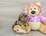 6 week old Poodle Puppy For Sale - Lone Star Pups