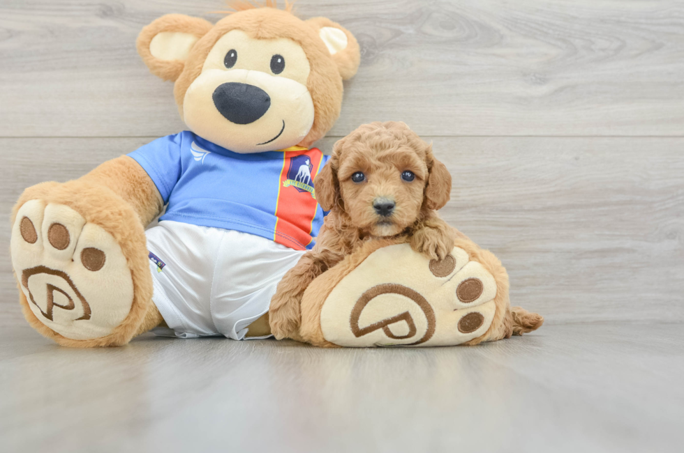 5 week old Poodle Puppy For Sale - Lone Star Pups