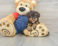 8 week old Poodle Puppy For Sale - Lone Star Pups