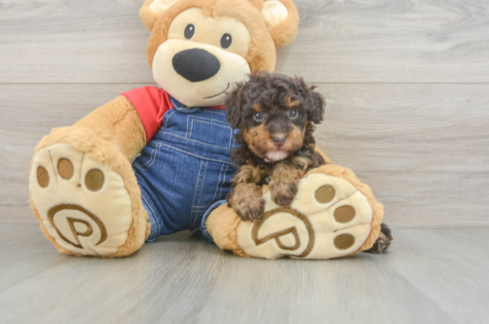 5 week old Poodle Puppy For Sale - Lone Star Pups