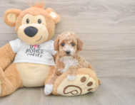 7 week old Poodle Puppy For Sale - Lone Star Pups
