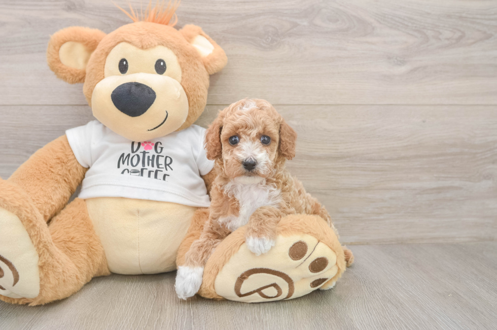 5 week old Poodle Puppy For Sale - Lone Star Pups