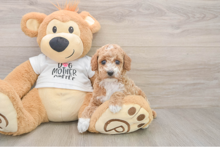 Meet Bessie - our Poodle Puppy Photo  1/3 - Lone Star Pups Adorable Toy Poodle Purebred Puppy