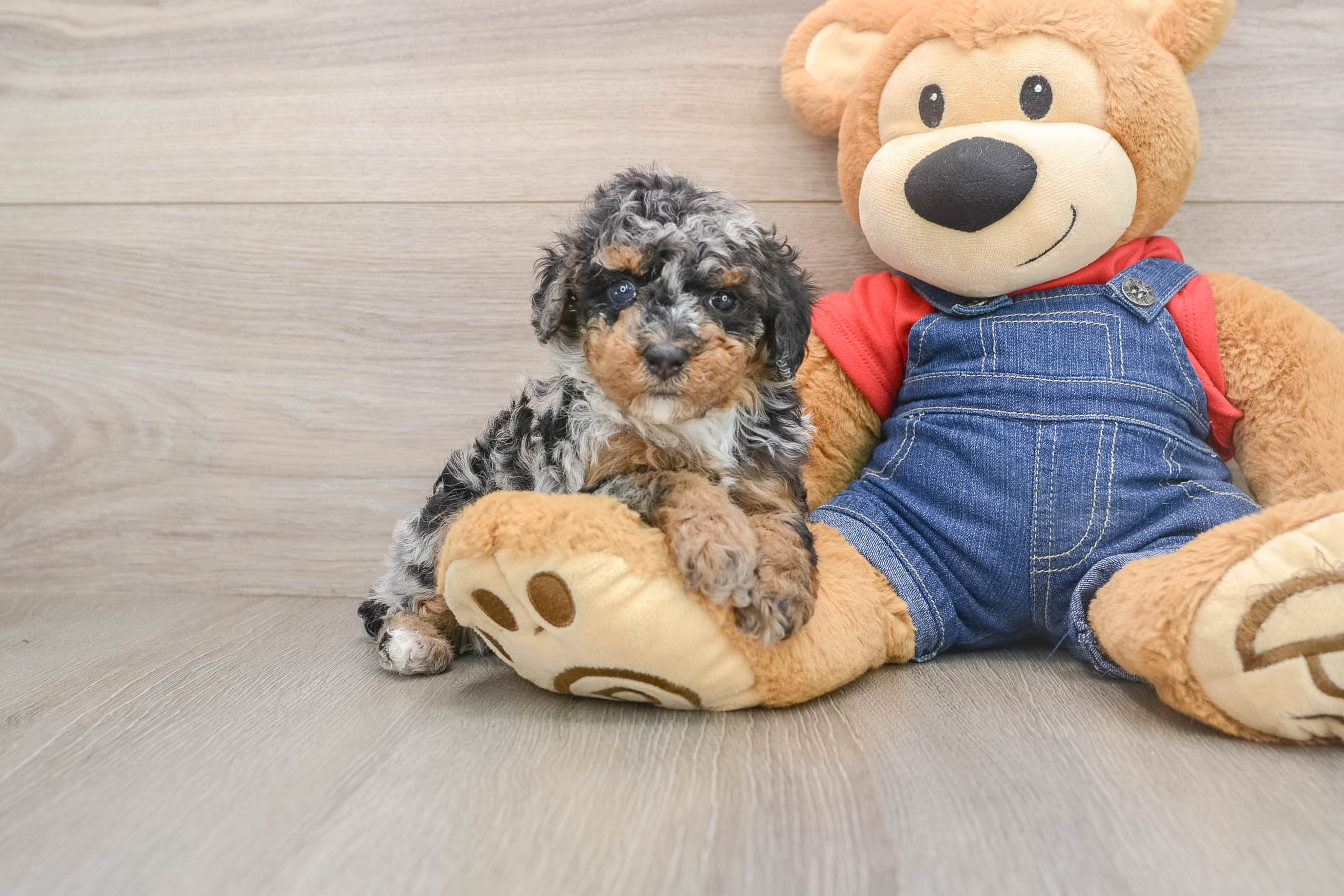 Sweet Pudle Purebred Puppy