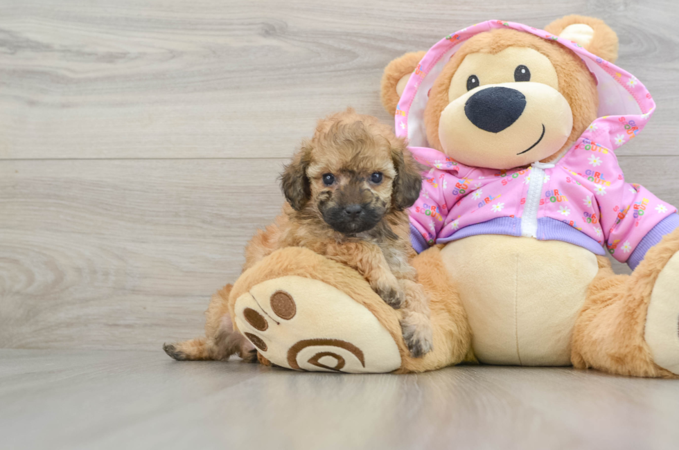 6 week old Poodle Puppy For Sale - Lone Star Pups