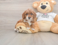 7 week old Poodle Puppy For Sale - Lone Star Pups