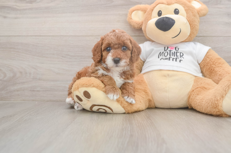 5 week old Poodle Puppy For Sale - Lone Star Pups