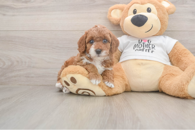 Meet Brenda - our Poodle Puppy Photo  1/3 - Lone Star Pups Funny Poodle Purebred Pup