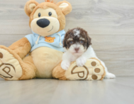 8 week old Poodle Puppy For Sale - Lone Star Pups